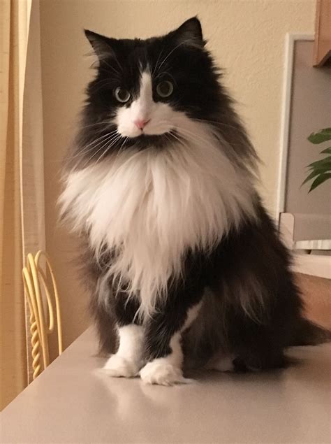 Top 48 Image Long Haired Tuxedo Cat Vn