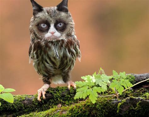 Cat Owls Are The Perfect Animal Crossover 16 Pics