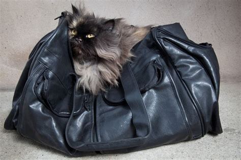In The Bag Bisou The Cat Eastleigh Kitten Rescue Take A Nap Cats And Kittens Leather