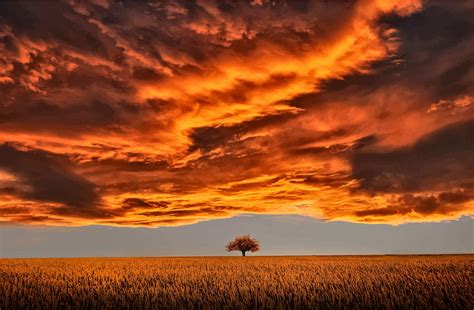 Lone Tree Under A Scorched Sky Icons Png Free Png And Icons Downloads