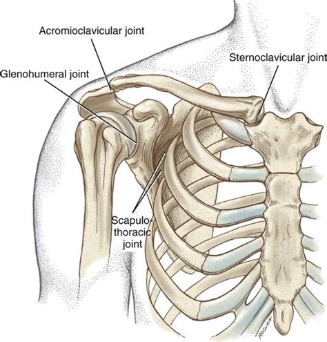 The diagram of the architecture and. Structure and Function of the Shoulder Complex ...