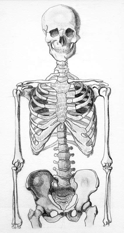 Skeleton Half By Webfoe On Deviantart Skeleton Drawings Skeleton