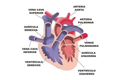 Ilustrador José Alberto Bermúdez Sistema circulatorio Estructura