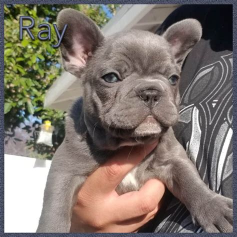 Blue Frenchies Us French Bulldog Puppies For Sale Born On 03262020