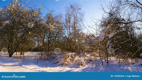 Winter Afternoon Stock Photo Image Of Branch Trees 13320244