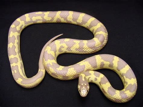 Banana King Snakes Photos Cute Animals Planet