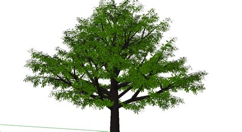 Mango trees grow naturally in southeast asia and eastern india. 3d model mango tree