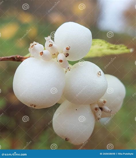 Common Snowberry Plant Stock Photo Image Of Albus Poisonous 260658698