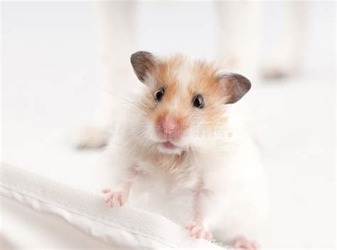 Syrian Hamster Stock Photo Image Of Background Syrian 15455368
