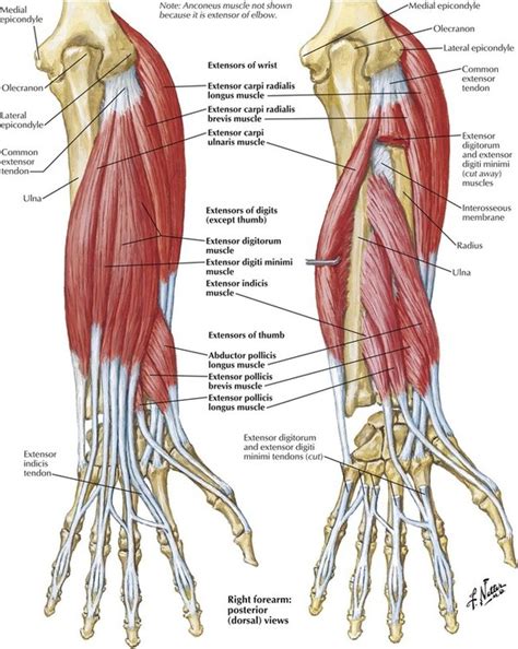 Muscles Of Upper Limb Anterior View