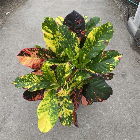 Croton ‘magnificent Codiaeum Variegatum ‘magnificent 10″ Pot