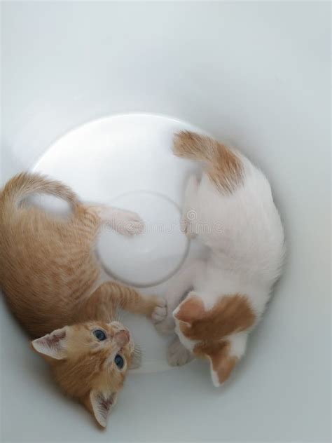 Cute Kitten Playing With His Siblings Stock Image Image Of Siblings