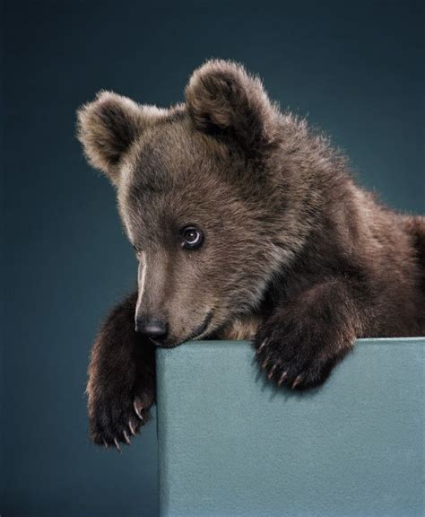 Bear Portraits By Jill Greensberg Most Beautiful Animals Beautiful