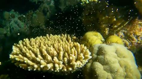 Footage Of Great Barrier Reef Spawning Is The Best In Years