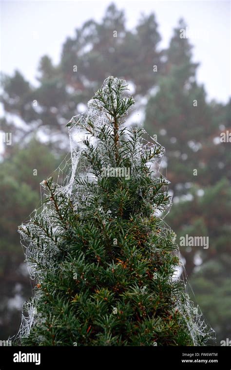 Spider Webs Covering A Christmas Tree Stock Photo Alamy