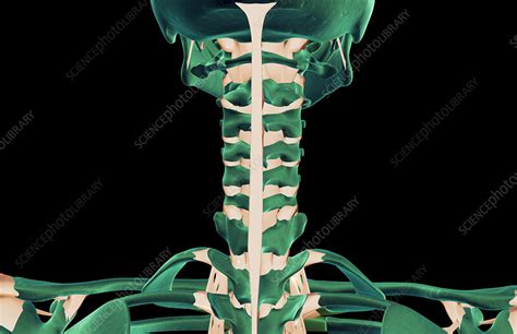 The Ligaments Of The Neck Stock Image F0016425 Science Photo Library