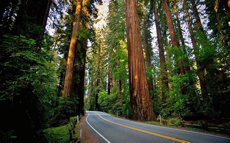 Forest Landscape Nature Redwood Road Sequoias Hd Wallpaper