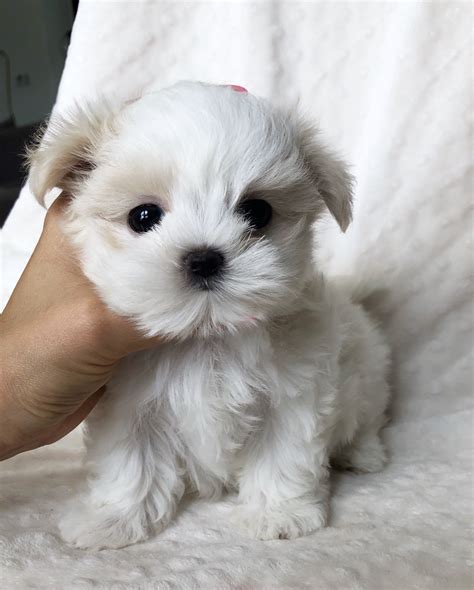12 5 dog white pet out. Teacup Maltese Puppy for sale! BEBE | iHeartTeacups