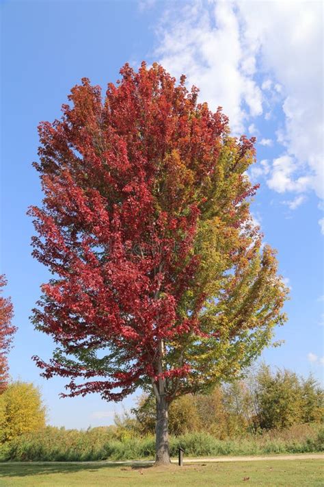 Fall Is Here Beautiful Trees Changing Color In October Stock Image
