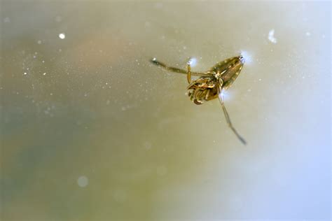 20 Swimming Pool Bugs Types Pimphomee
