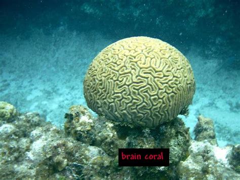 Thomas Marine Biology Blog Brain Coral