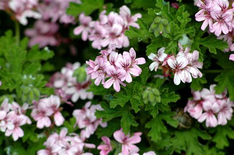 10 plants that repel insects - Gardaholic.net