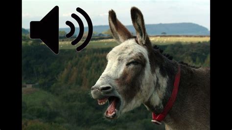Donkey Braying Sound Effect Youtube
