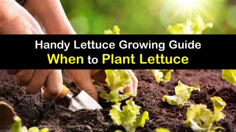 Growing Lettuce Plants Awesome Tips For The Best Time To Plant Lettuce