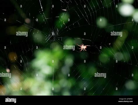 An Australian Garden Orb Weaver Spider Argiope Catenulata In The Web