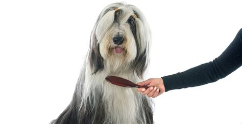 Bearded Collie Dog Breed Information Guide Breed Advisor