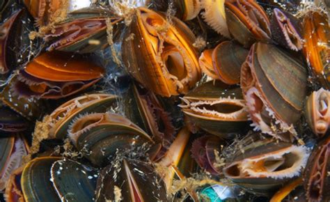 Shellfish Face Uncertainty As Oceans Become Warmer Climate Central