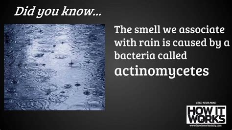 Did You Know Why Rain Smells The Way It Doesfind More Amazing Facts At