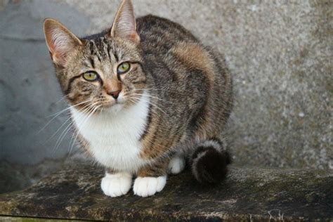 Kostenlose Bild Hauskatze Asphalt Porträt Niedliche Tier Katze Kitty Haustier Kätzchen