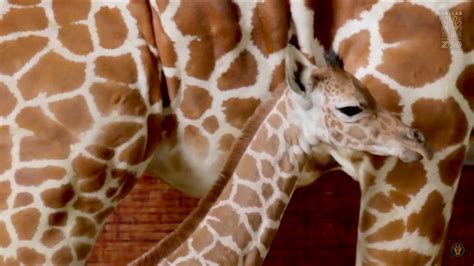 Dallas Zoos Baby Giraffe Makes Public Debut Fox 4 News Dallas Fort Worth