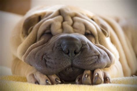10 Wrinkly Dog Breeds That Rock Their Rolls Lovetoknow Pets