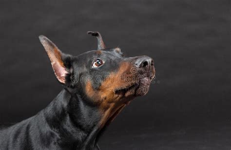 Doberman Dog Portrait Stock Image Image Of Doberman 28651165