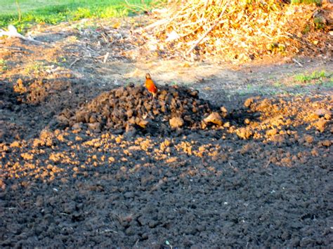 How to make vegetable garden mounds. This Little House of Mine: Planting our Vegetable Garden