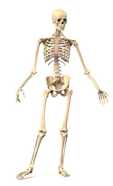 Esqueleto Humano Stock Fotos E Imágenes Istock