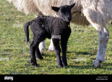 Black Baby Sheep