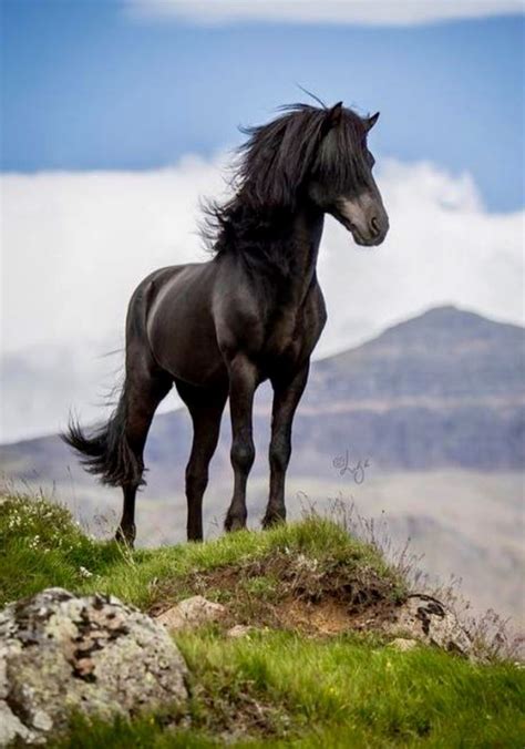 free horse | Pferdefotos, Pferde, Schönste pferde