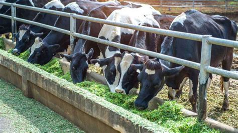 What Is Cattle Farming Tips And Types Explained