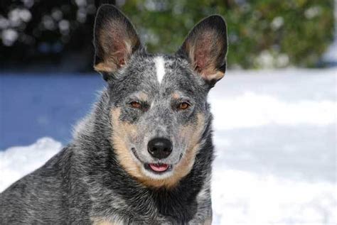 Meet my originally named puppy. Everything You Need to Know About Blue Heeler training