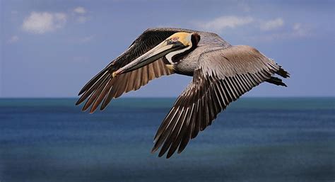 Nicolas claxton, reggie perry out due to health & safety. Brown Pelican Facts | Anatomy, Diet, Habitat, Behavior