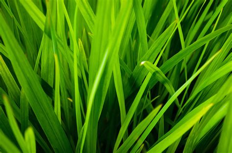 The 4 Most Common Grass Types In Fort Worth Tx