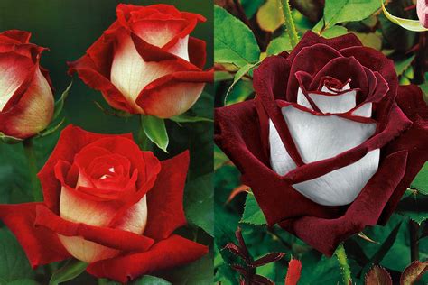 What Is An Osiria Rose And Are They Actually Real