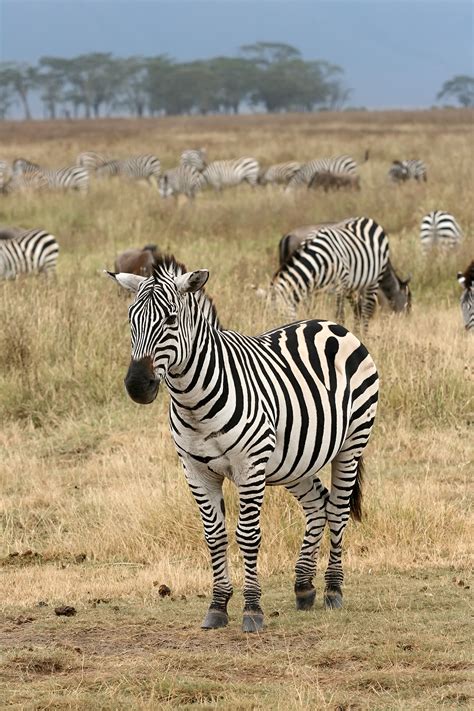 Fileplains Zebra Equus Quagga Wikipedia