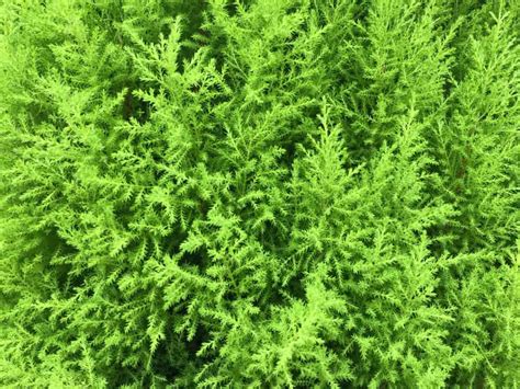 Use as single specimens, in small groups, mixed in borders, or as a deciduous hedge. 12 Different Types of Juniper Shrubs and Trees