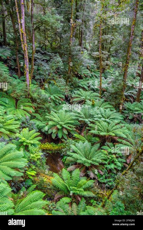 Amazing Temperate Rainforest Great Otway National Park In Victoria