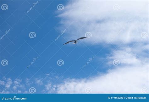 A Sea Bird Flying Over The Sea Up In The Sky Under The The Big Fluffy
