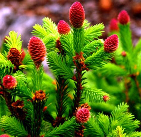 Picea Abies Pusch Dwarf Norway Spruce For Sale Kigi Nursery